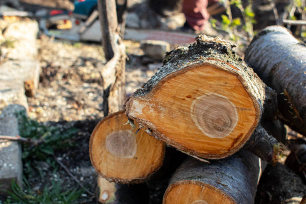 Best Mulching Services  in USA